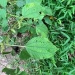 Boehmeria cylindrica Листок