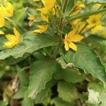 Lysimachia punctata 葉