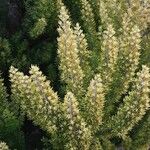 Erica arborea Blad