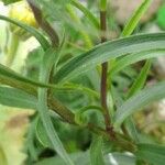 Inula ensifolia Hoja