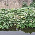 Hydrocotyle ranunculoides Habitus