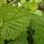 Alliaria petiolata Leaf