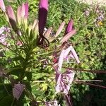 Cleome spinosa Flower