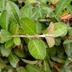 Pyracantha coccineaDeilen