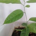 Passiflora edulisFuelha