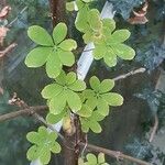 Tropaeolum pentaphyllum Hoja
