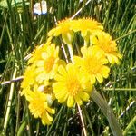 Tephroseris helenitis Λουλούδι