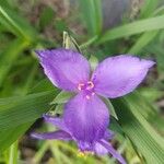 Tradescantia × andersoniana Flower