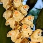 Pholidota pallida 花