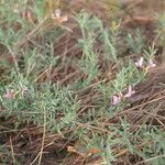 Astragalus arenarius