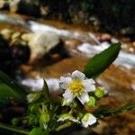 Saurauia montana Çiçek