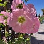 Alcea setosaFlor