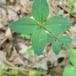 Galium circaezans Blad