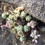 Sedum dasyphyllum Elinympäristö