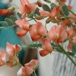 Sphaerophysa salsula Цветок