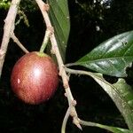 Pouteria reticulata Fruto