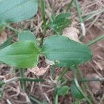 Commelina benghalensis Листок