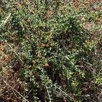 Eriogonum parvifolium Hoja