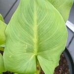 Calla palustris Leaf