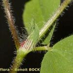Trifolium ligusticum Coajă