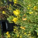 Oenothera parvifloraFlower