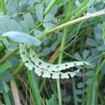 Hippocrepis biflora Mbuma
