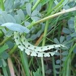 Hippocrepis biflora Fruit