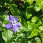 Vinca majorЦвят