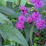 Vernonia noveboracensis花