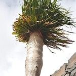 Dracaena draco Leaf