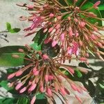 Ixora spp. Kwiat