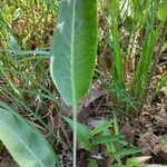 Solidago rigida Folla