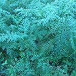 Artemisia annua পাতা