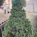 Picea laxa Folha