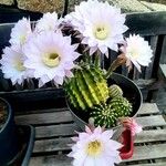 Echinopsis oxygonaBlatt