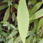 Ageratina riparia Leaf