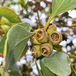 Eucalyptus lehmannii ফল