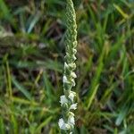Spiranthes vernalis Flower