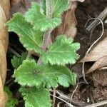 Veronica orsiniana Blatt