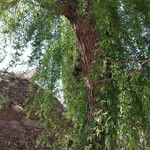 Salix babylonica Hábito