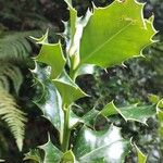 Ilex aquifoliumبرگ