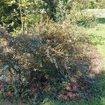 Osmanthus delavayi Egyéb