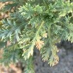Argyranthemum tenerifae List