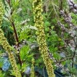 Verbascum nigrum Blatt