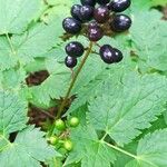 Actaea spicata Fruit