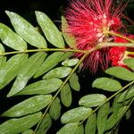Calliandra haematocephala Λουλούδι