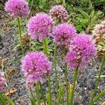 Allium angulosum Habit