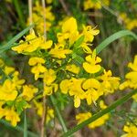 Genista pilosa Flower