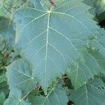 Tilia mongolica Feuille