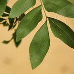 Gilletiodendron kisantuense Leaf